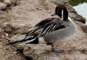 Pintail Duck