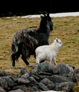 wild goats findhorn valley