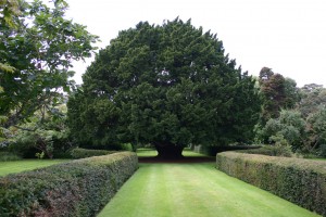 dundonnell yew tree