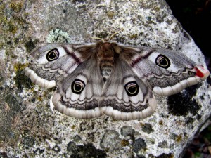 emporer moth