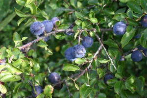apples-and-sloes