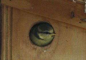 Blue Tit Chick in nest Box