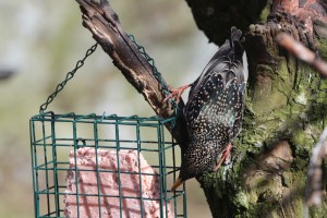 starling at feeder