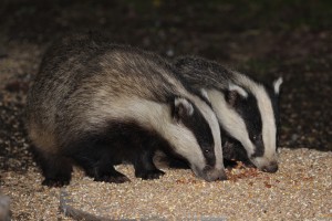 two badgers feeding