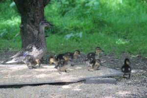 mallard-with-ducklings
