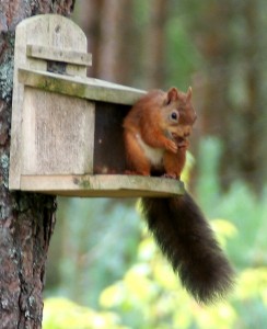 squirrel-at-box