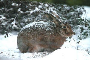 brown-hare