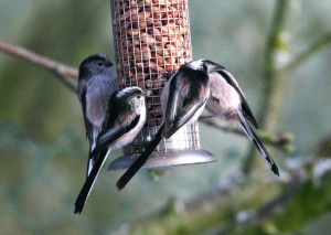 long-tailed-tits
