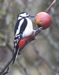 great spotted woodpecker feeding on apple