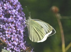 large-white-butterfly