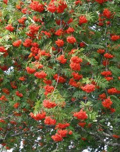 rowan berries on tree