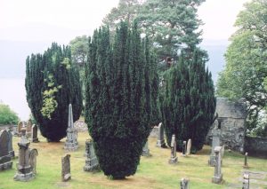 yews at boleskine