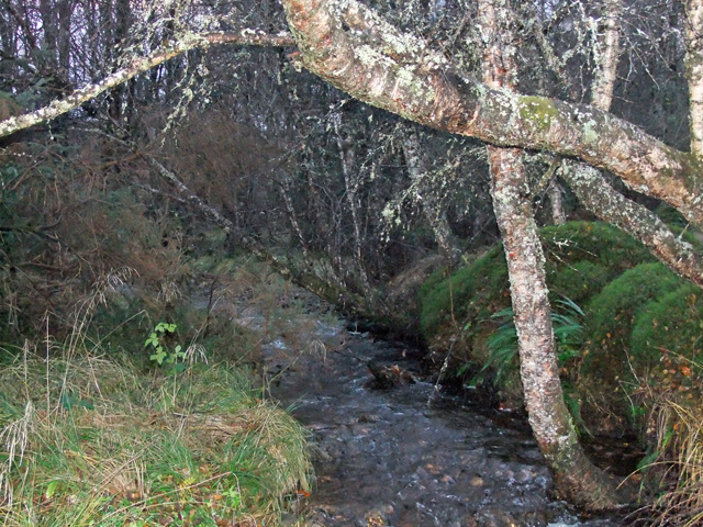 The Coltsfoots is set in a woodland area